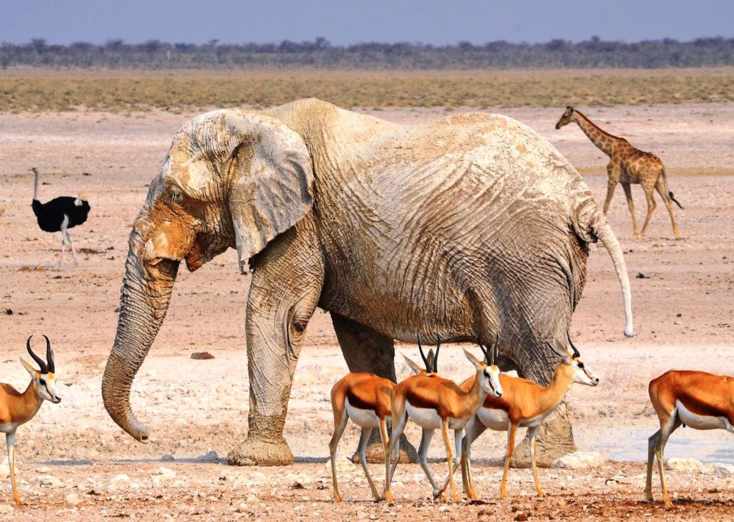 What Plants And Animals Live In The Savanna